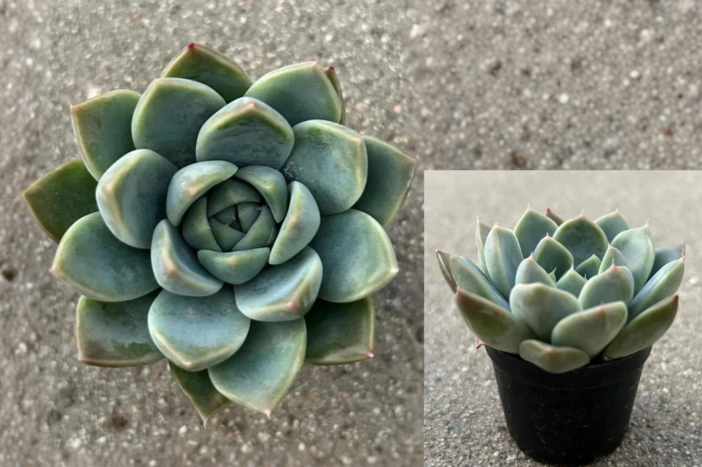 Echeveria Alba Beauty Live Succulent Plant – 2" Pot – Echeveria