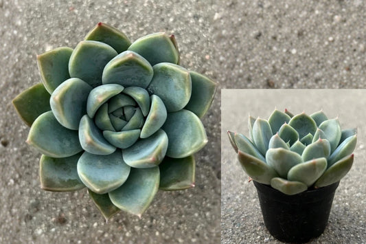 Echeveria Alba Beauty Live Succulent Plant – 2" Pot – Echeveria