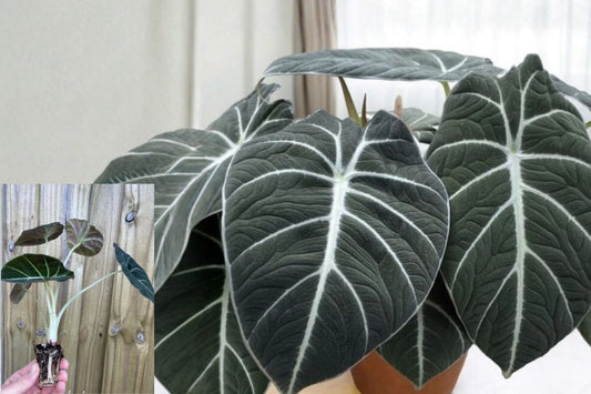 Black Velvet Alocasia Live Plant – 4–6 Inches – Alocasia reginula