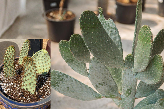 Road Kill Cactus Live Cuttings, Opuntia rubescens, 3 Unrooted Cactus Pads, Rare Prickly Pear Succulent for Propagation