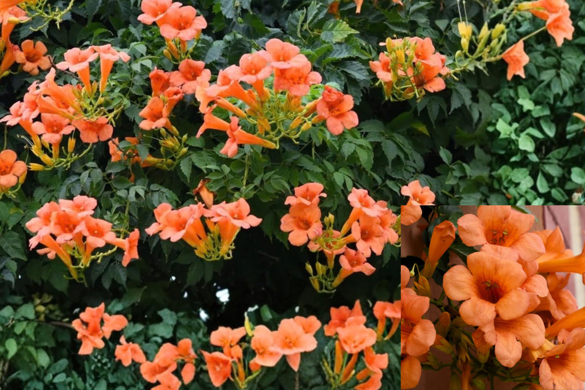 Hummingbird Vine Live Plant – 1 Flowering Vine – Campsis sp.