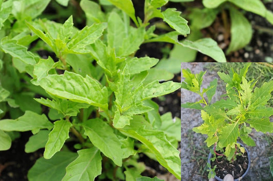 Epazote Live Plant – Dysphania ambrosioides – 1 Potted Herb