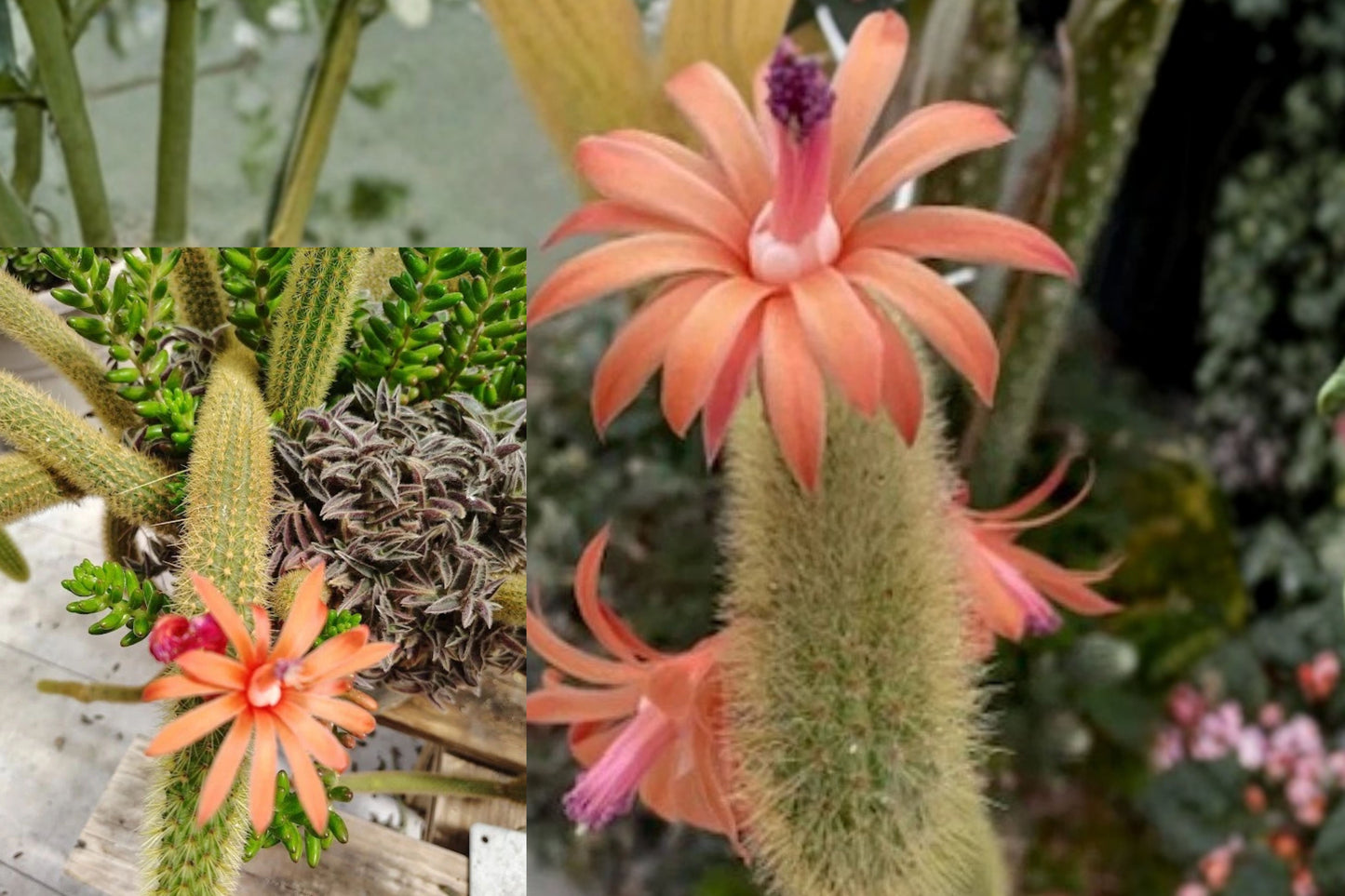 2 Monkey Tail Cactus Live Cuttings – 4–5 Inch Unrooted Succulent
