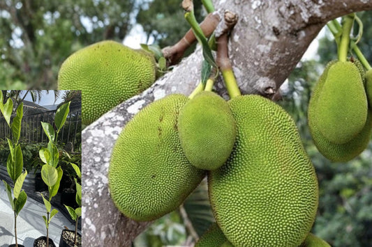 Thai Jackfruit Tree Live Plant – 1 Plant, 2 1/2 Foot – Artocarpus heterophyllus