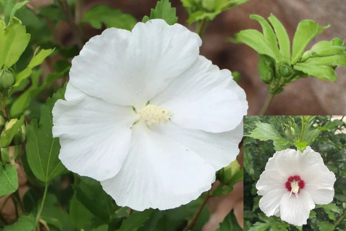 White Rose of Sharon 4–6 Inch Live Plant – Hibiscus syriacus