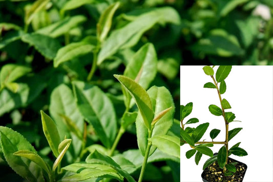Dwarf Yaupon Holly Live Plant – 3–8 Inch Starter – Ilex vomitoria