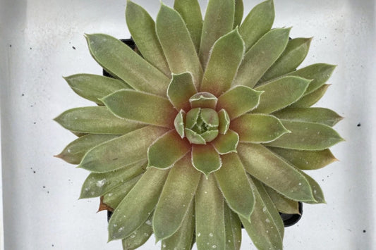 Sempervivum Braunii Live Succulent Plant, Hens and Chicks Houseleek, Cold Hardy Rosette Succulent for Rock Gardens