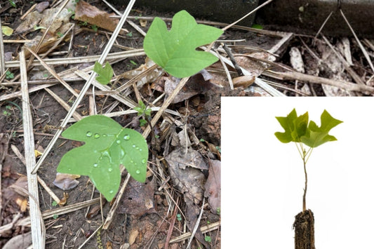 Tulip Poplar Tree Live Seedling 1 Plant – Liriodendron tulipifera