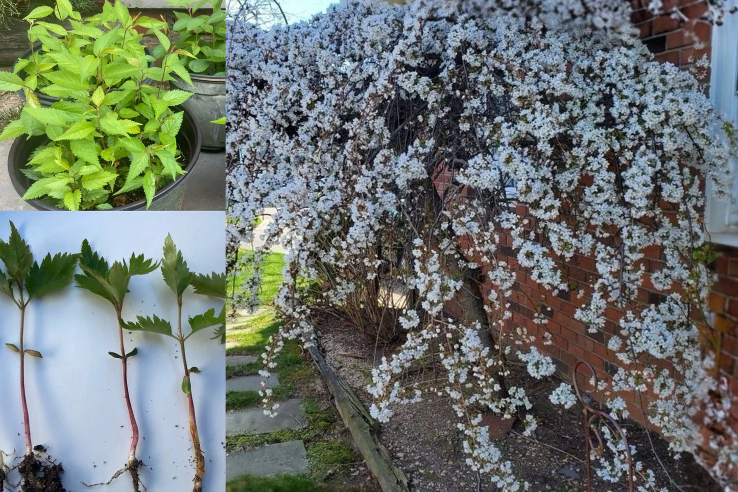 Japanese Yoshino Cherry Tree Live Plant – 6–12 Inch Bare Root – Prunus × yedoensis