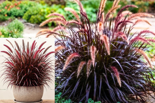 Red Purple Fountain Grass Live Plant, 5–9 Inch Ornamental Grass Seedling, Purple Foliage Garden Accent