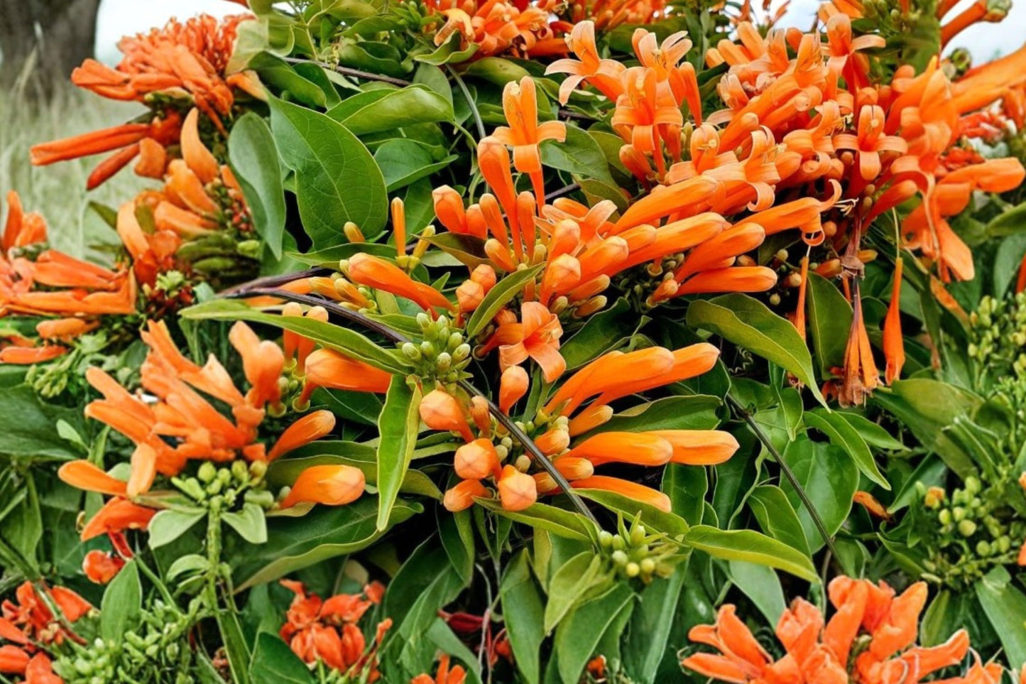 Orange Trumpet Vine Live Plant – 8–16 Inch Starter – Campsis radicans