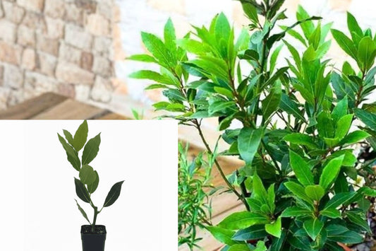 Bay Laurel Live Plant, Culinary Bay Leaf Herb, 8–10 Inch Tall Starter Plant for Pots and Gardens