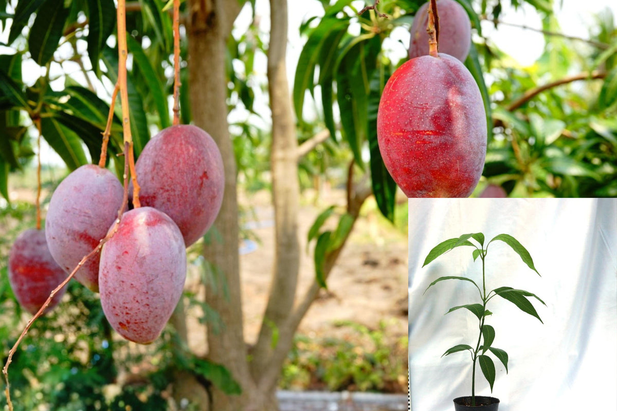 Red Mango Live Plant, 7–10 Inch Tropical Mango Tree Seedling, Young Fruit Tree for Warm Climate Gardens