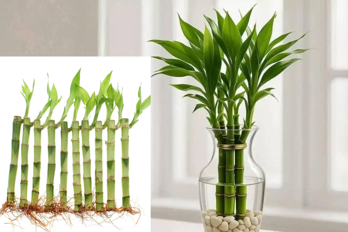 10 Lucky Bamboo Live Stalks, 6 Inch Bare Root Dracaena Plants, Indoor Plant Decor and Arrangement Supplies