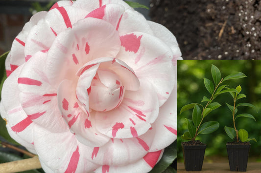 La Peppermint Bicolor Camellia Japonica Live Plant, Rooted Starter in 3 Inch Pot, Pink Flowering Evergreen Shrub
