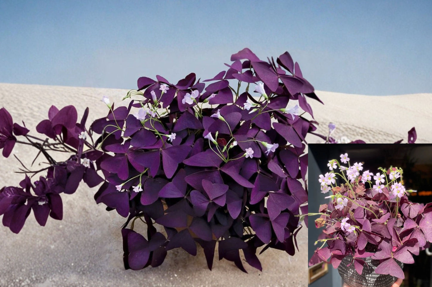 Purple Shamrock Live Plant 4-Inch Pot – Oxalis triangularis