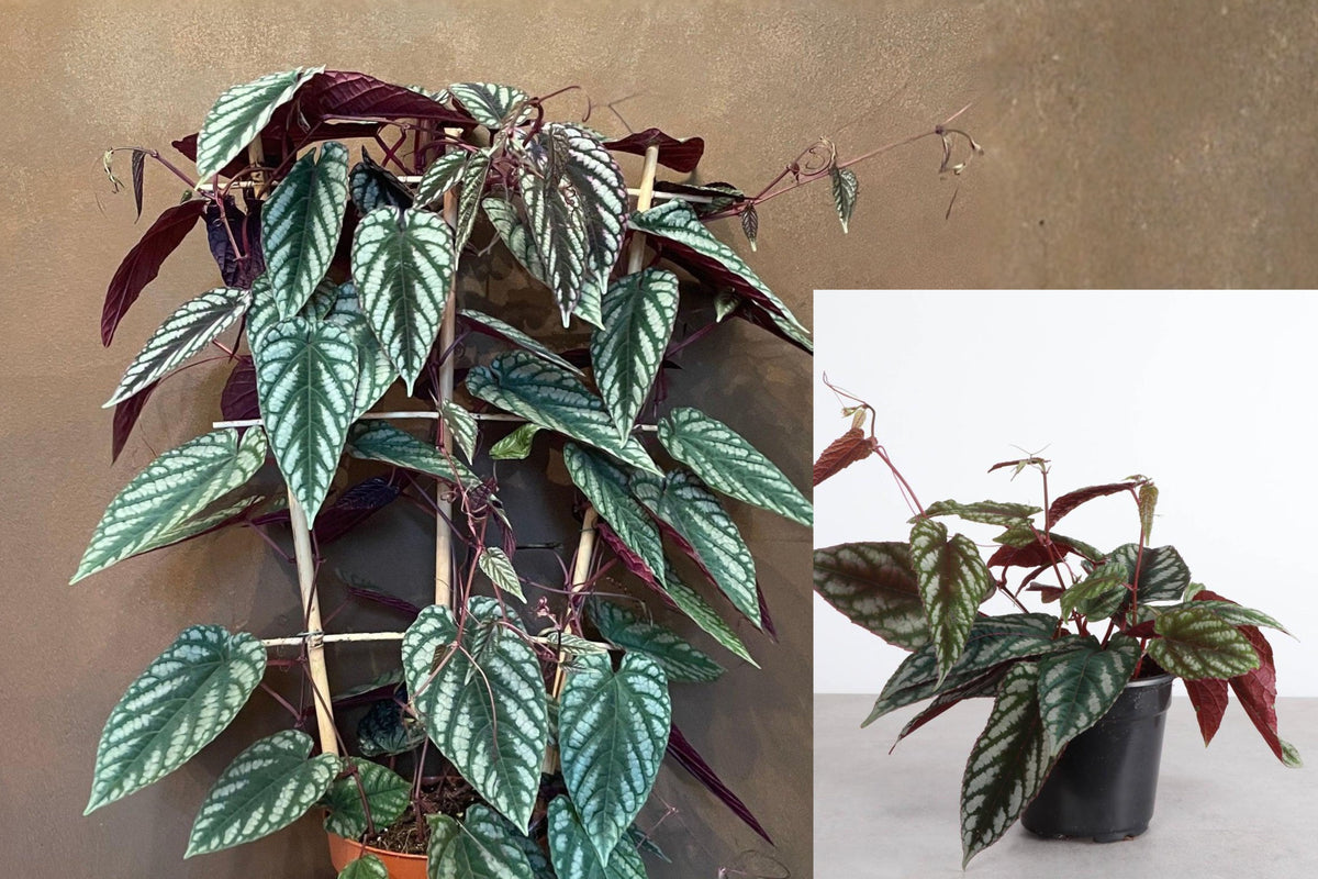 Cissus Discolor Rex Begonia Vine Live Plant, Rooted Tropical Houseplant, Silver Green Foliage, 4 Inch Pot