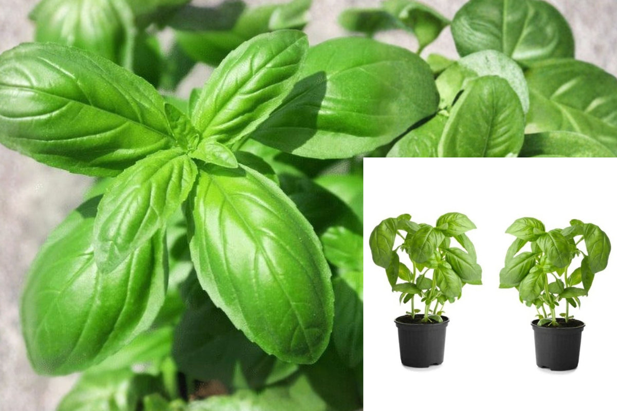 2 Live Basil Plants, Fresh Culinary Herb Starters, Green Basil for Home Herb Gardens, 8 Inch Plants Grown in USA