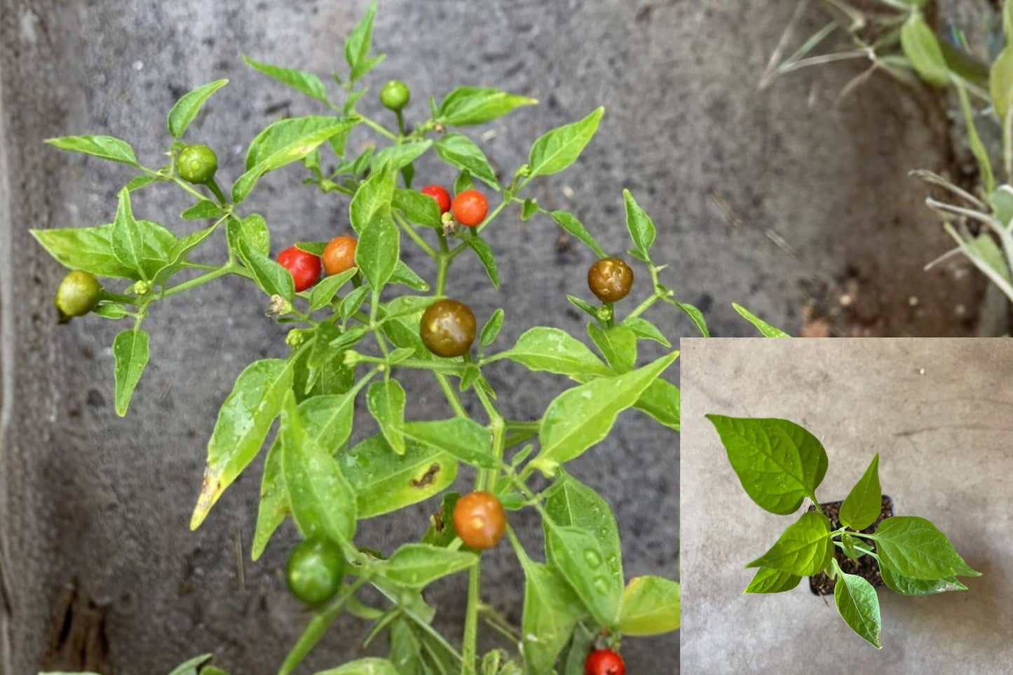 Chiltepin Hot Pepper Live Starter Plant – Capsicum annuum