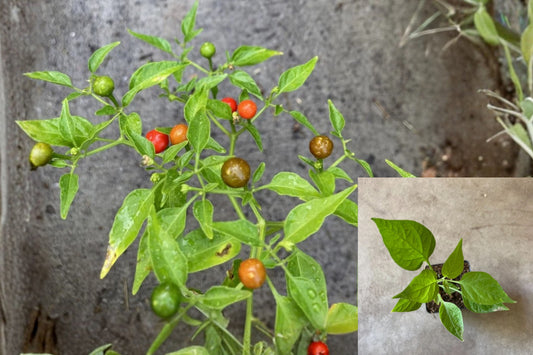Chiltepin Hot Pepper Live Starter Plant – Capsicum annuum
