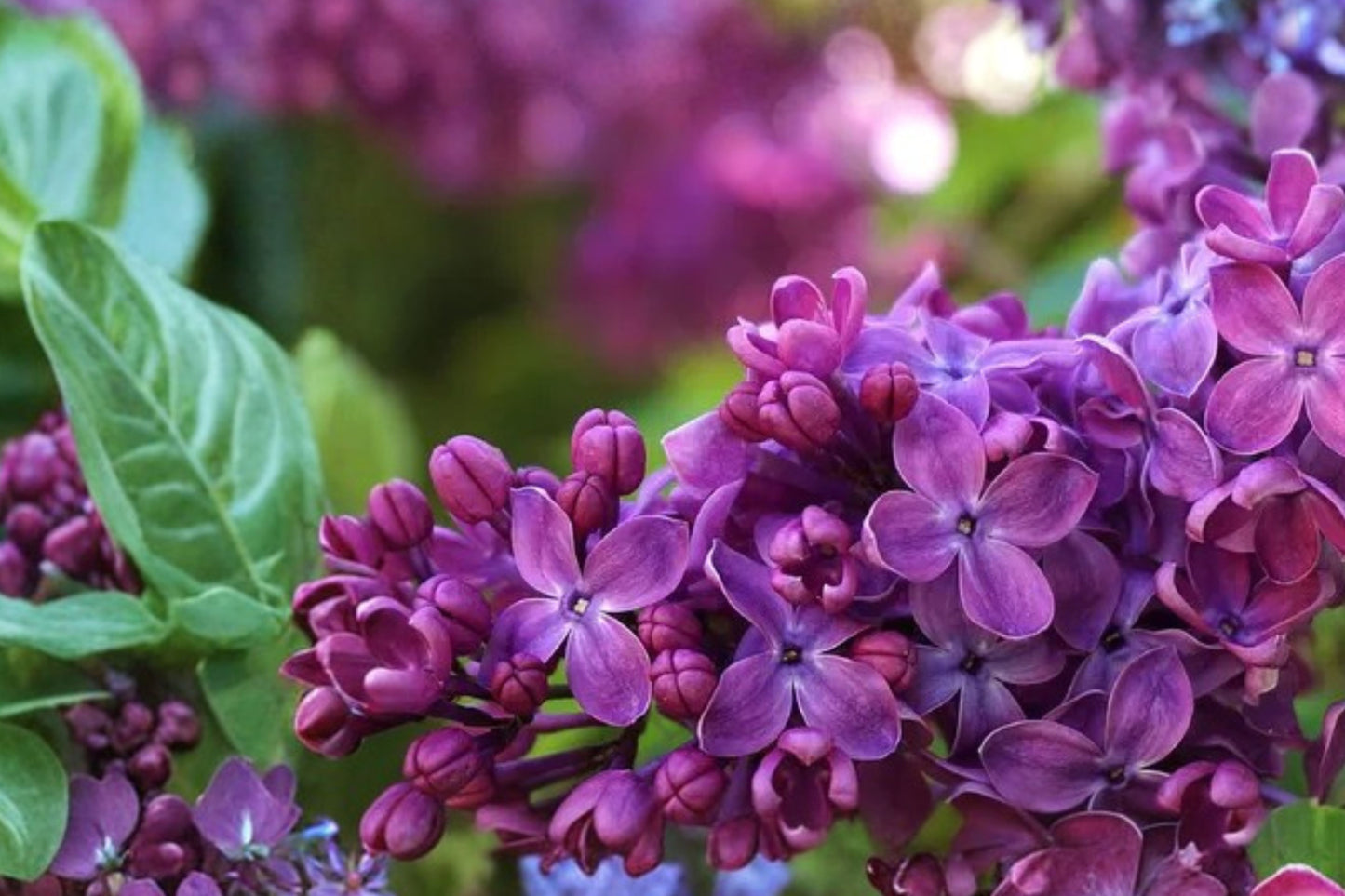 Congo French Lilac Live Plant – 6–8 Inch Shrub – Syringa vulgaris