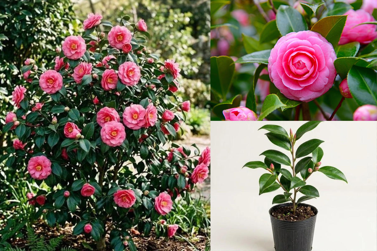 April Kiss Camellia Japonica Live Plant, Rooted Evergreen Camellia Starter, Flowering Ornamental Shrub
