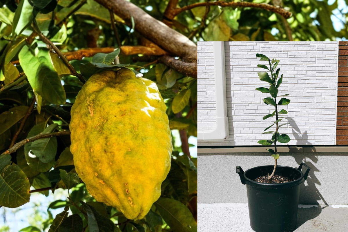 Ponderosa Lemon Tree Live Seedling, 8–14 Inch Citrus Plant, Sour Lemon Variety, Evergreen Fruit Tree for Warm Climates