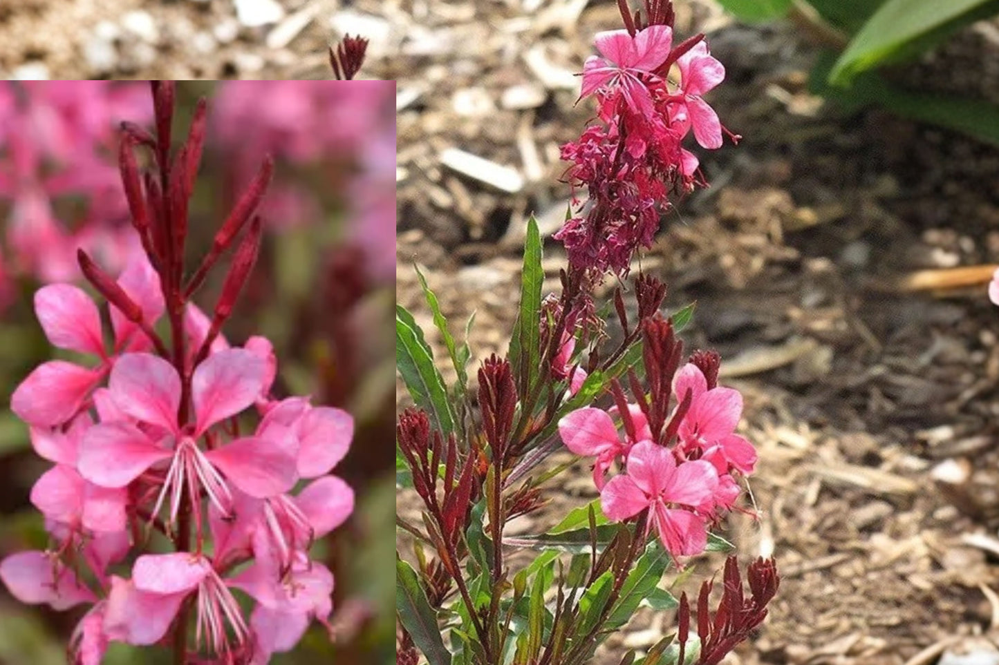 Pink Guara Live Plant – 1 Gallon Fully Rooted – Oenothera lindheimeri