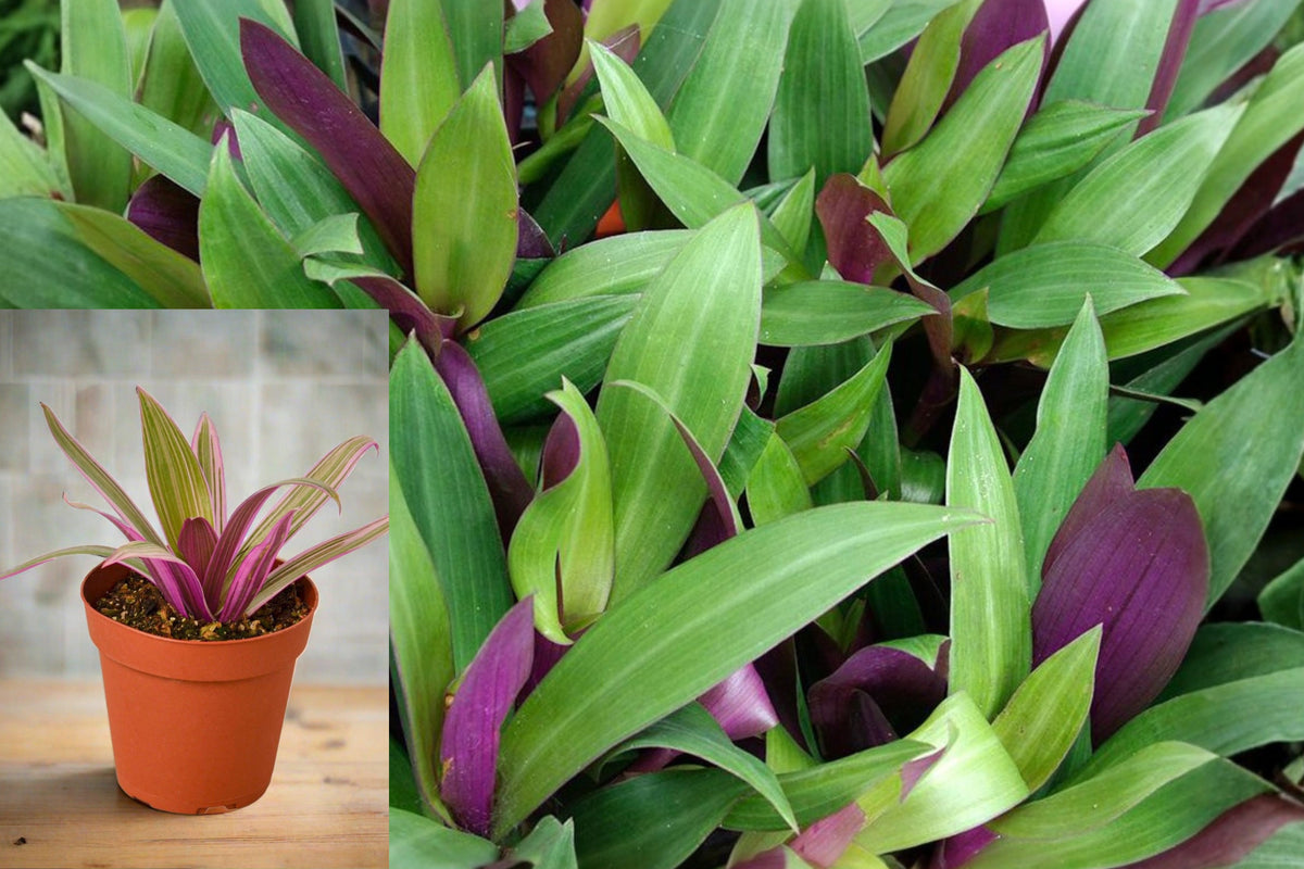 Moses in the Cradle Live Plant, Tradescantia Spathacea, 2 Rooted Clusters, Green Purple Foliage, Tropical Houseplant