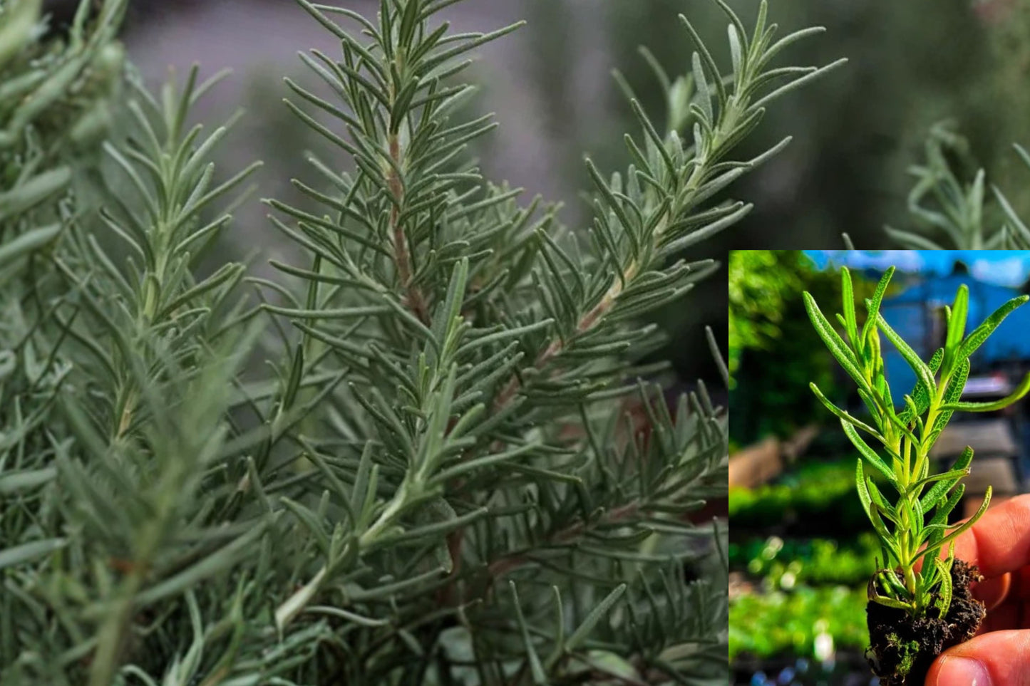 REX Rosemary 3 Live Plants – 3–6 Inches Tall, No Pot – Salvia rosmarinus