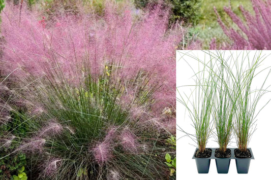 3 Pink Muhly Grass Live Plants, 4–6 Inch Rooted Ornamental Grass Starters, Pink Fall Plumes for Garden Landscaping