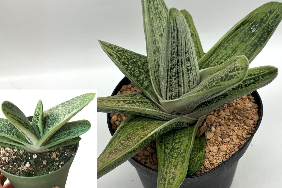 Gasteria Little Warty Live Succulent, Speckled Green Houseplant, 4 Inch Nursery Pot, Textured Indoor Plant Gift
