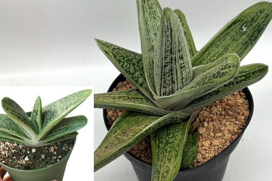 Gasteria Little Warty Live Succulent, Speckled Green Houseplant, 4 Inch Nursery Pot, Textured Indoor Plant Gift