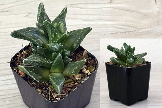 Tiger Jaws Succulent 1 Live Plant in 2-Inch Pot – Faucaria tuberculosa
