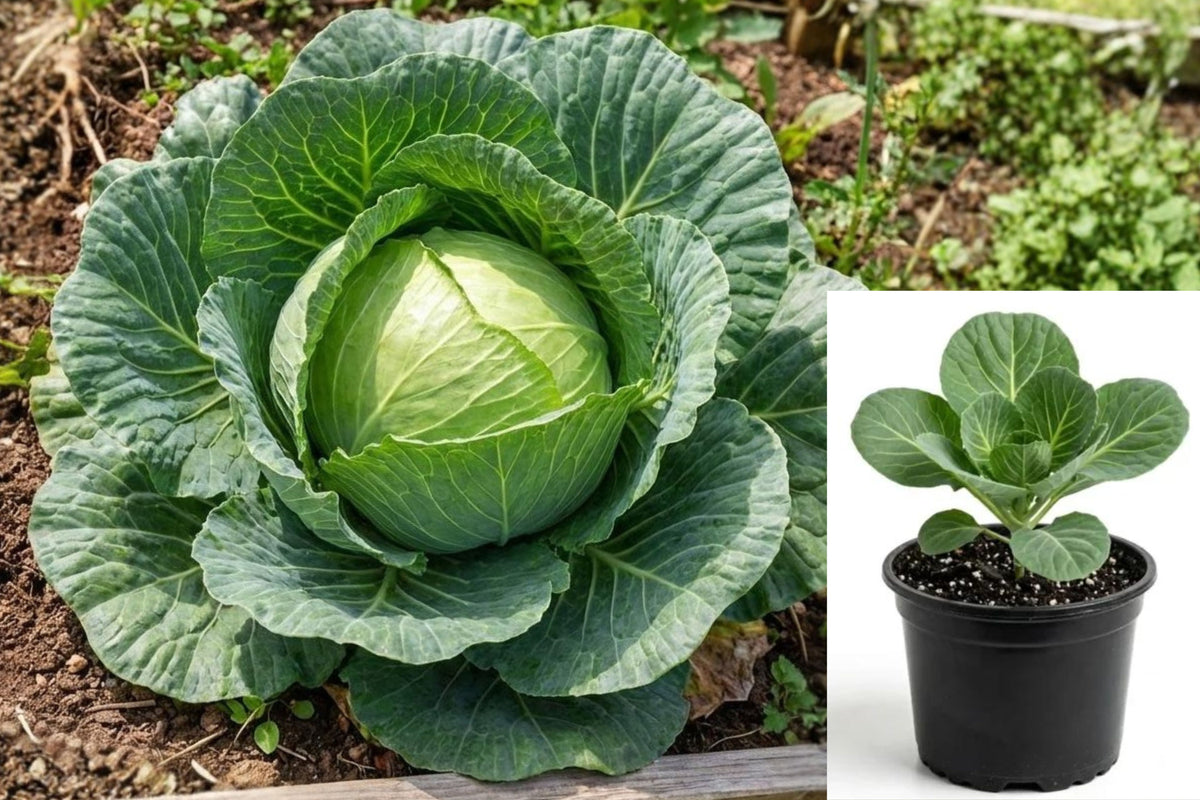 2 Live Cabbage Plants, 4–7 Inch Vegetable Garden Starters, Green Cabbage Seedlings in 4 Inch Nursery Pots, Outdoor Edible Plants