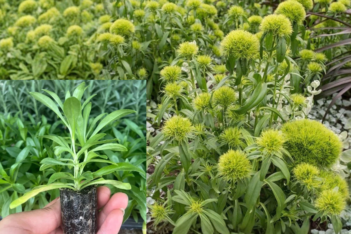 Kiwi Mellow Cool Dianthus Live Plug Plant – 3–6 Inches Tall
