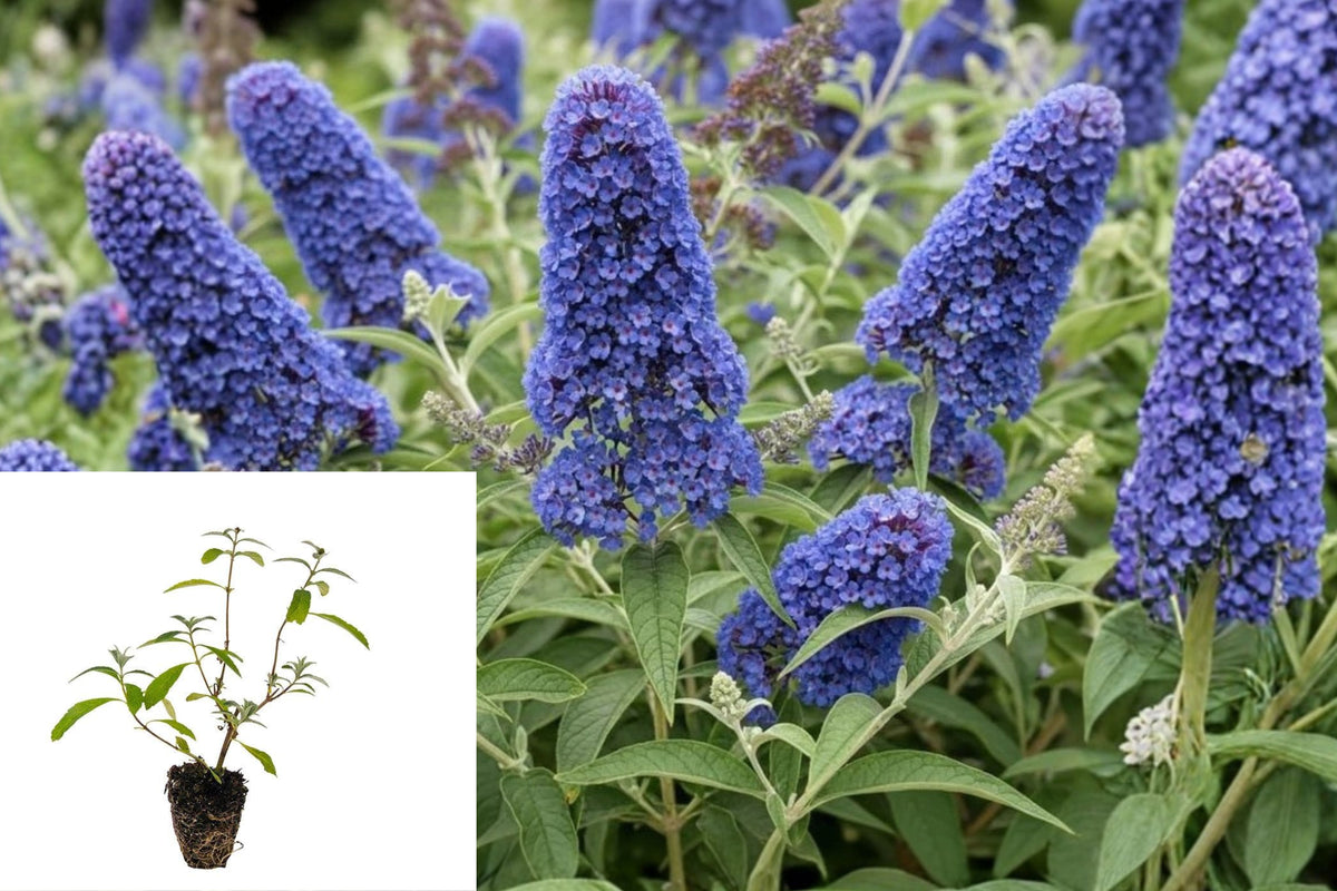Light Blue Butterfly Bush Live Plant, Buddleja Flowering Shrub Starter, 5–7 Inch Tall, No Pot