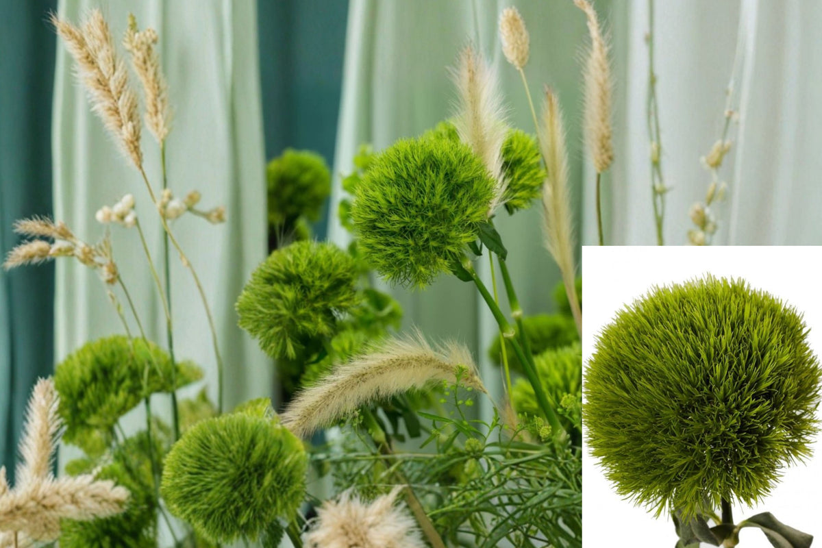 Live Dianthus Kiwi Mellow Cool Plant, 2–4 Inch Rooted Plug, Colorful Flowering Garden Starter