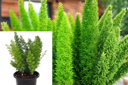 Foxtail Fern Live Plant, Asparagus densiflorus Green Ornamental Houseplant, Rooted 4 Inch Pot for Patio and Garden
