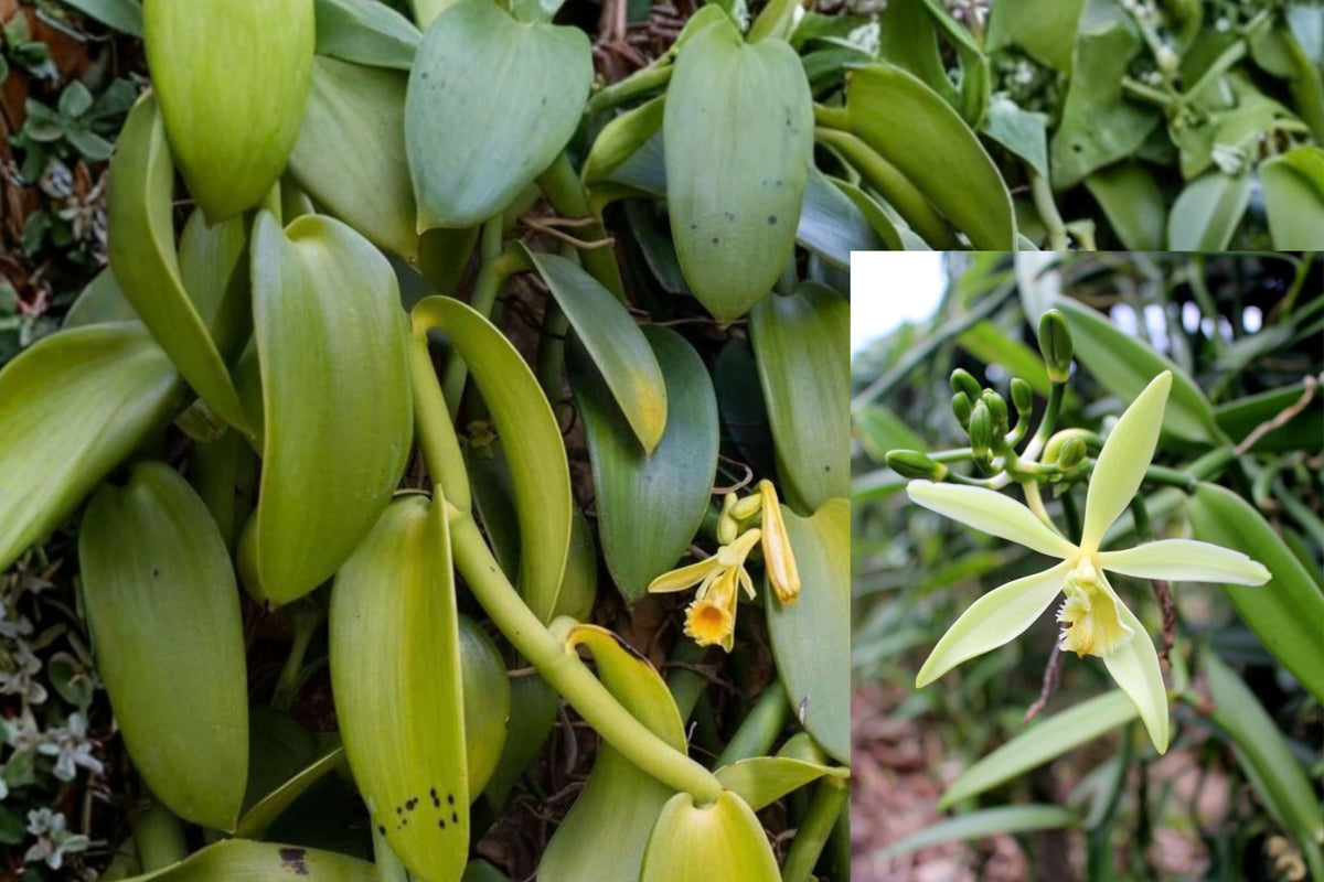 Vanilla Bean Orchid 1 Live Starter Plant – Vanilla Orchid