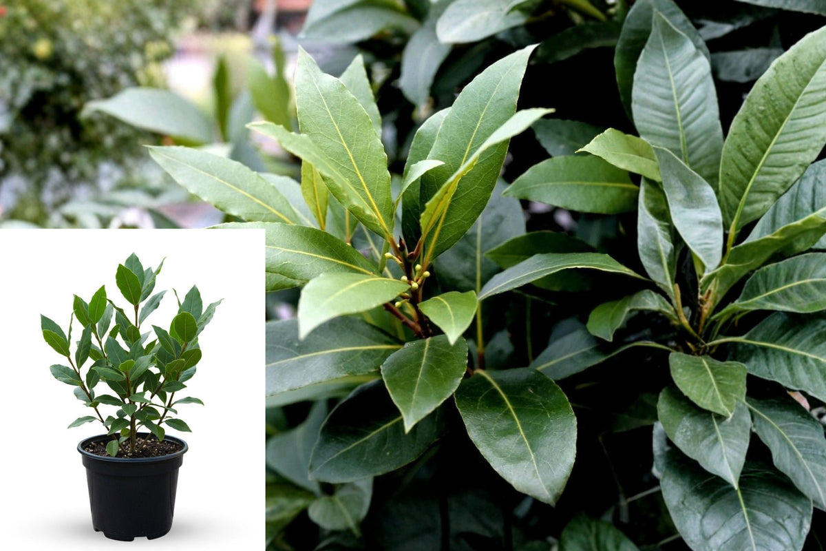Bay Laurel Live Plant, Laurus Nobilis Bay Leaf Tree, Evergreen Culinary Herb Plant, Mediterranean Garden Shrub