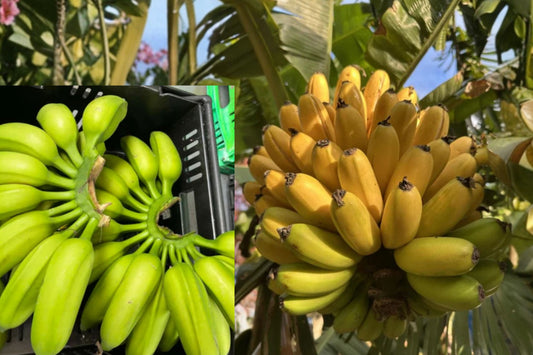 Mona Lisa Banana 2 Live Plants – 4–6 Inch Starters – Musa ‘Mona Lisa’