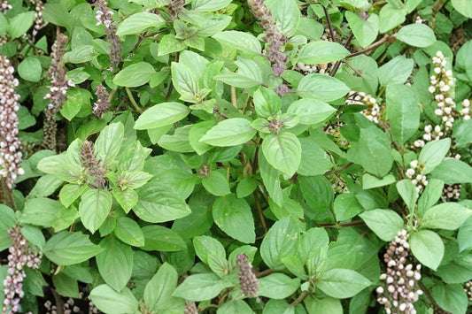 African Blue Basil 1 Live Rooted Plant – 4" and Taller – Soil Intact, No Pot