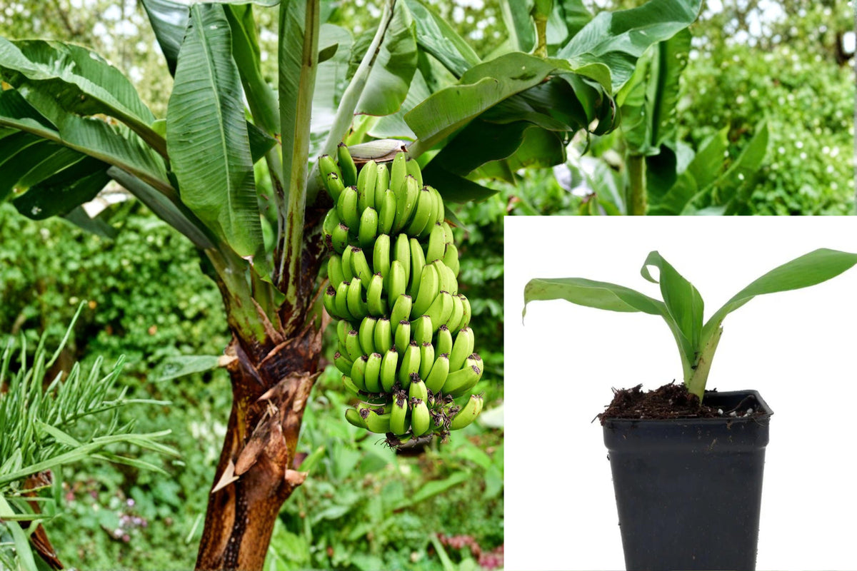 Gran Nain Banana Plant, Live Musa Banana Tree, Tropical Fruit Plant Starter for Indoor or Outdoor Growing