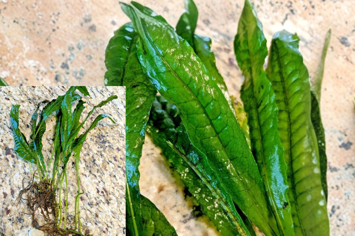 Java Fern Live Freshwater Aquarium Plant – Microsorum pteropus