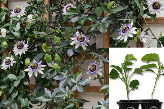 2 Purple Passionflower Live Plants, 5–9 Inch Rooted Vines, Climbing Flower Starters for Trellises and Gardens