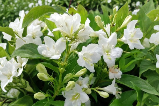 White Weigela Live Plant 1 in 4-Inch Pot – Weigela Flowering Shrub