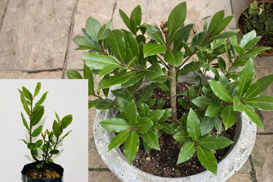 Bay Laurel Live Plant – 8–11 Inches Tall – Laurus nobilis