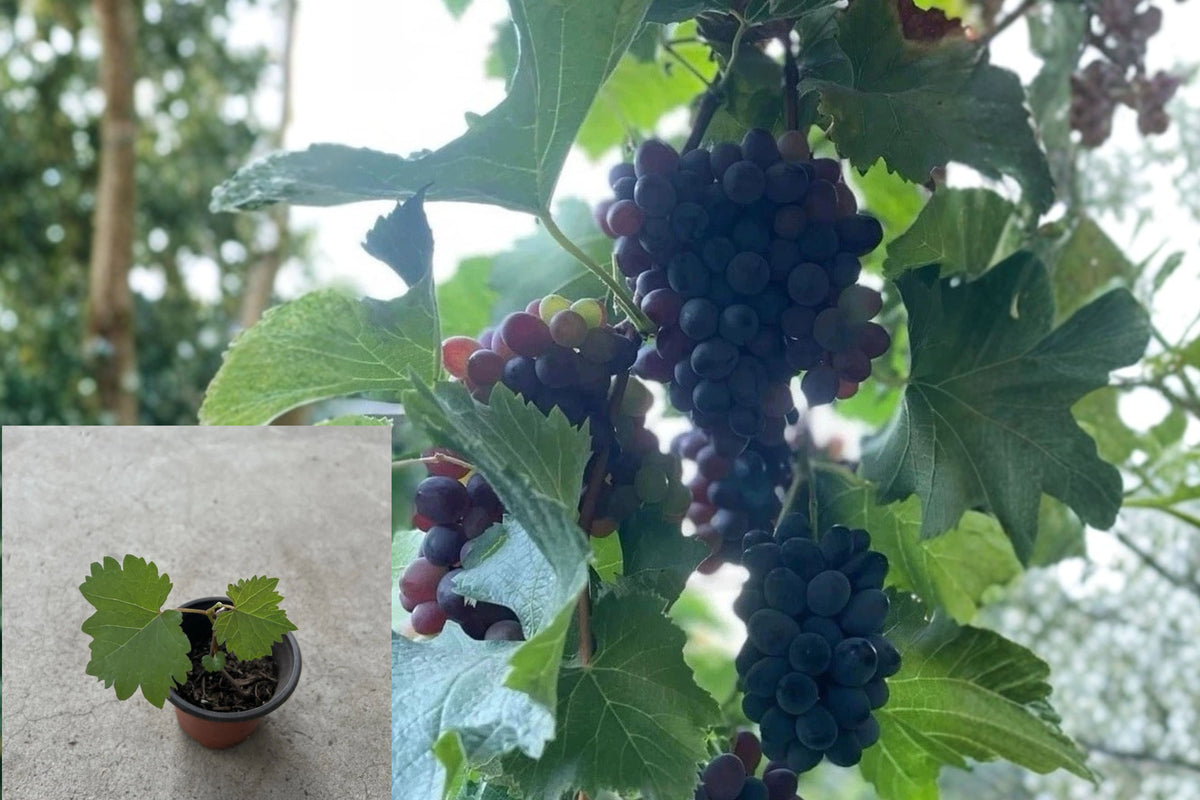 Kyoho Grape 1 Live 6-Inch Potted Seedling – Vitis ‘Kyoho’