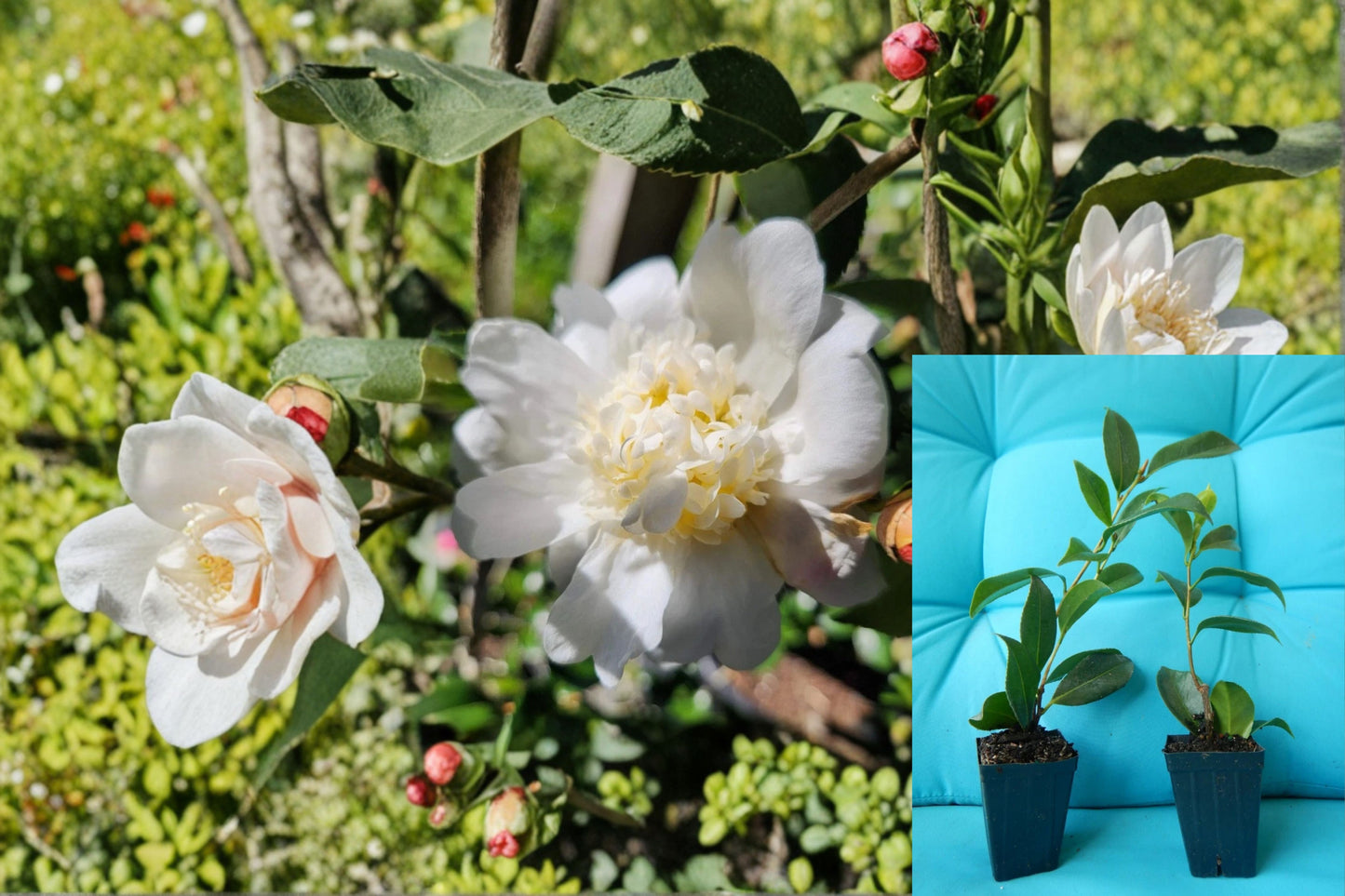 Winter’s Snowman Camellia Live Starter Plant – Camellia japonica